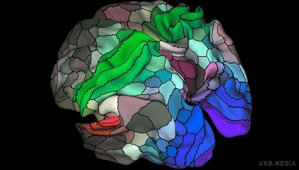 Ученые создали самую точную карту коры головного мозга человека и обнаружили в нем еще 100 ранее неизвестных областей